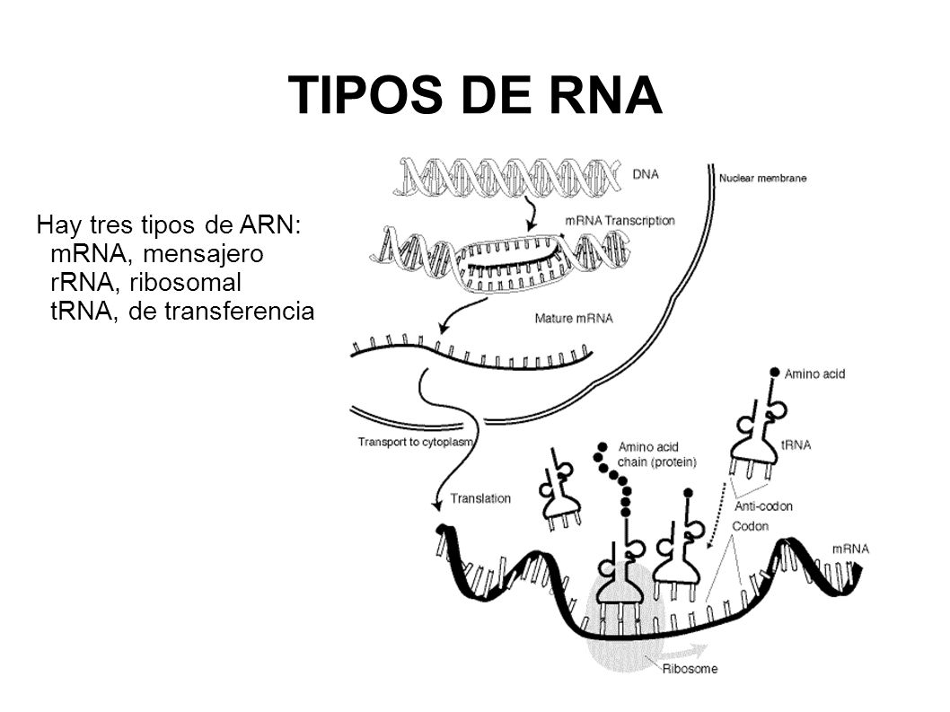 arn mensajero transferencia y ribosomal
